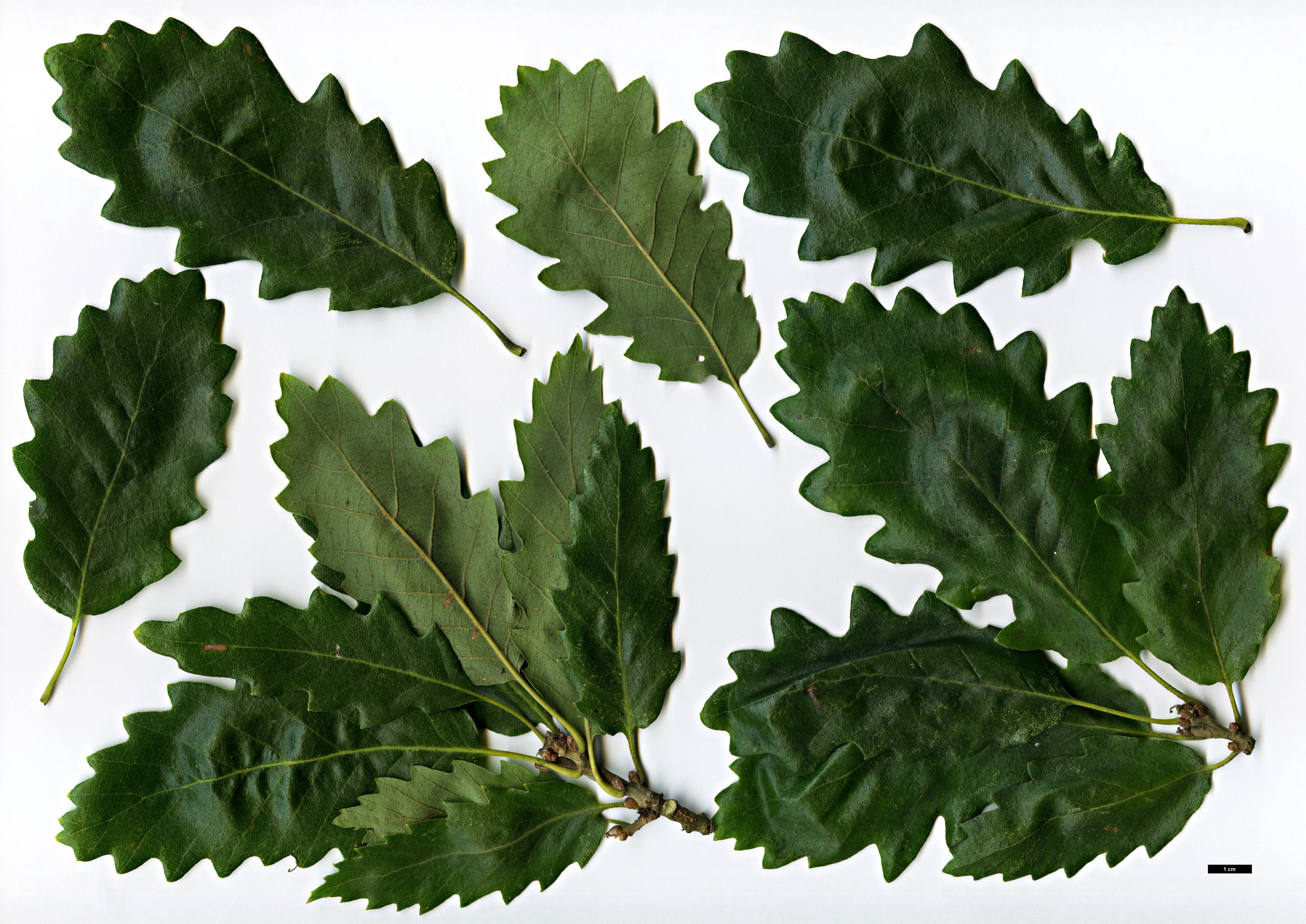 High resolution image: Family: Fagaceae - Genus: Quercus - Taxon: ×crenata - SpeciesSub: 'Lucombeana' (Q.cerris × Q.suber)